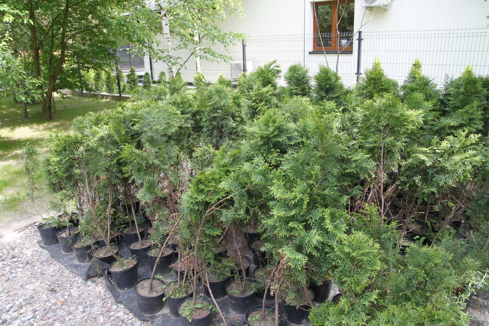 Tuje szmaragd w donicy 2l do 80cm.