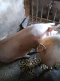 Продам поросных свиней