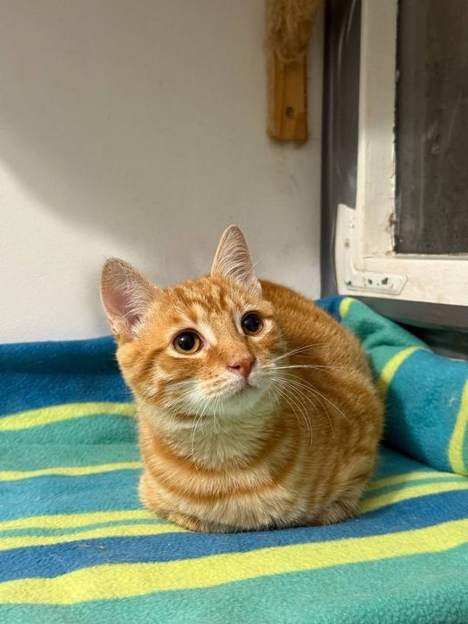 Котёнок, 4 мес, рыжее солнышко ждет своего человека, кому?