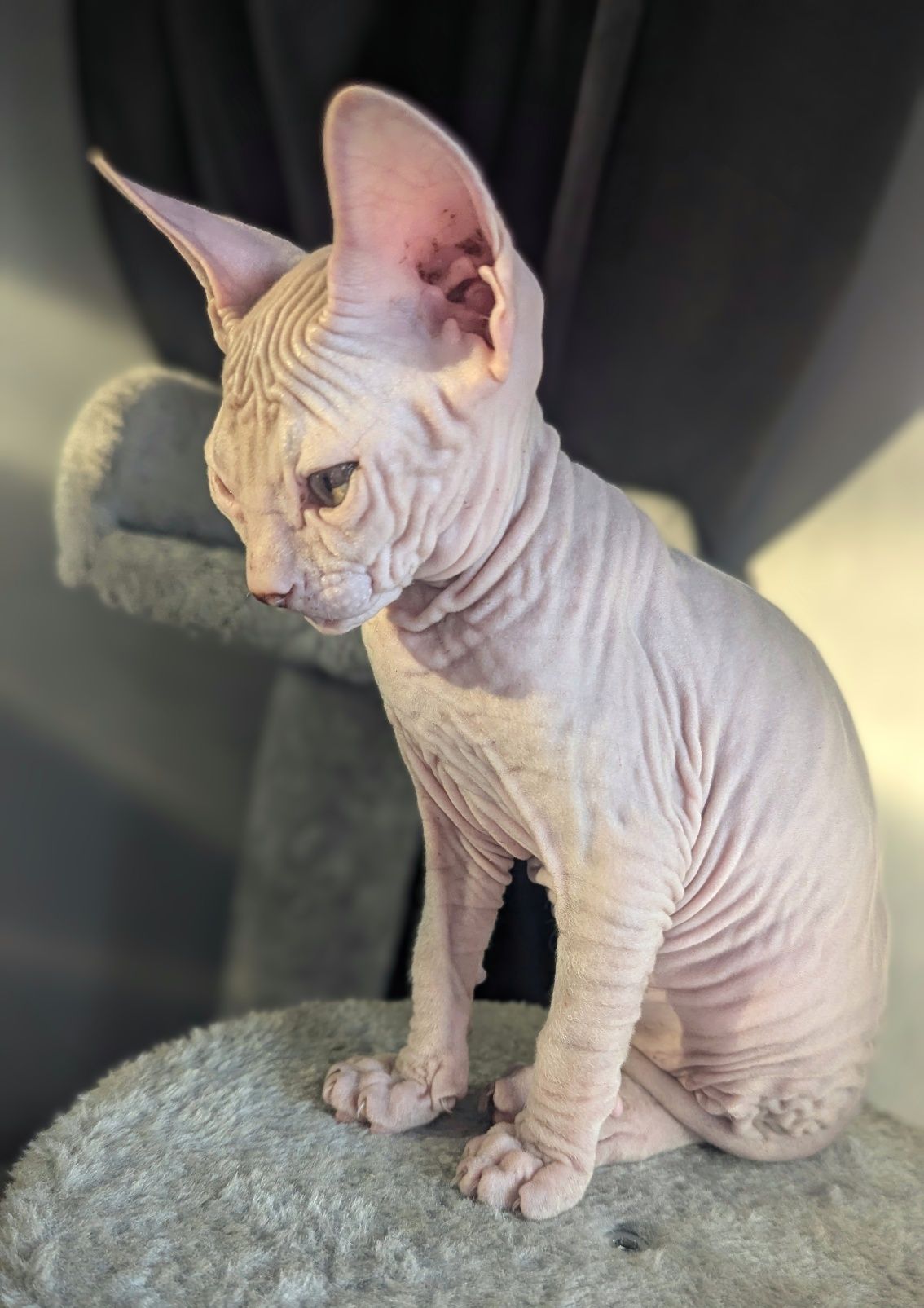 Sfinks Doński,  Don Sphynx