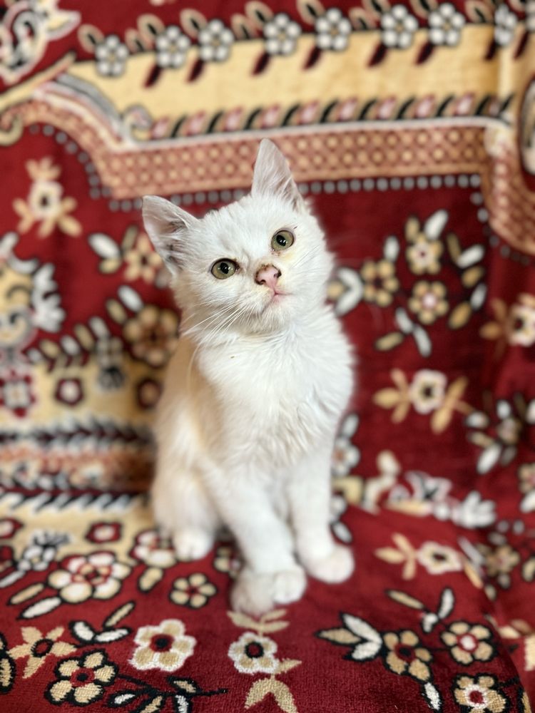 Кошенята шукають люблячу сімʼю