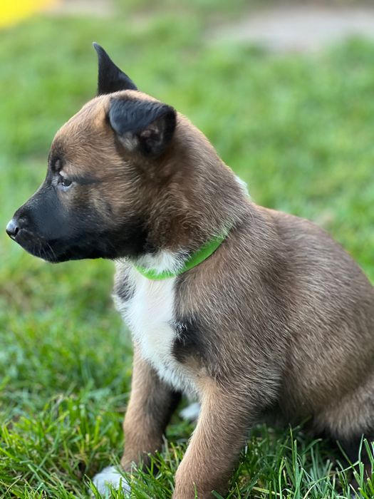 Szczeniaki owczarek belgijski