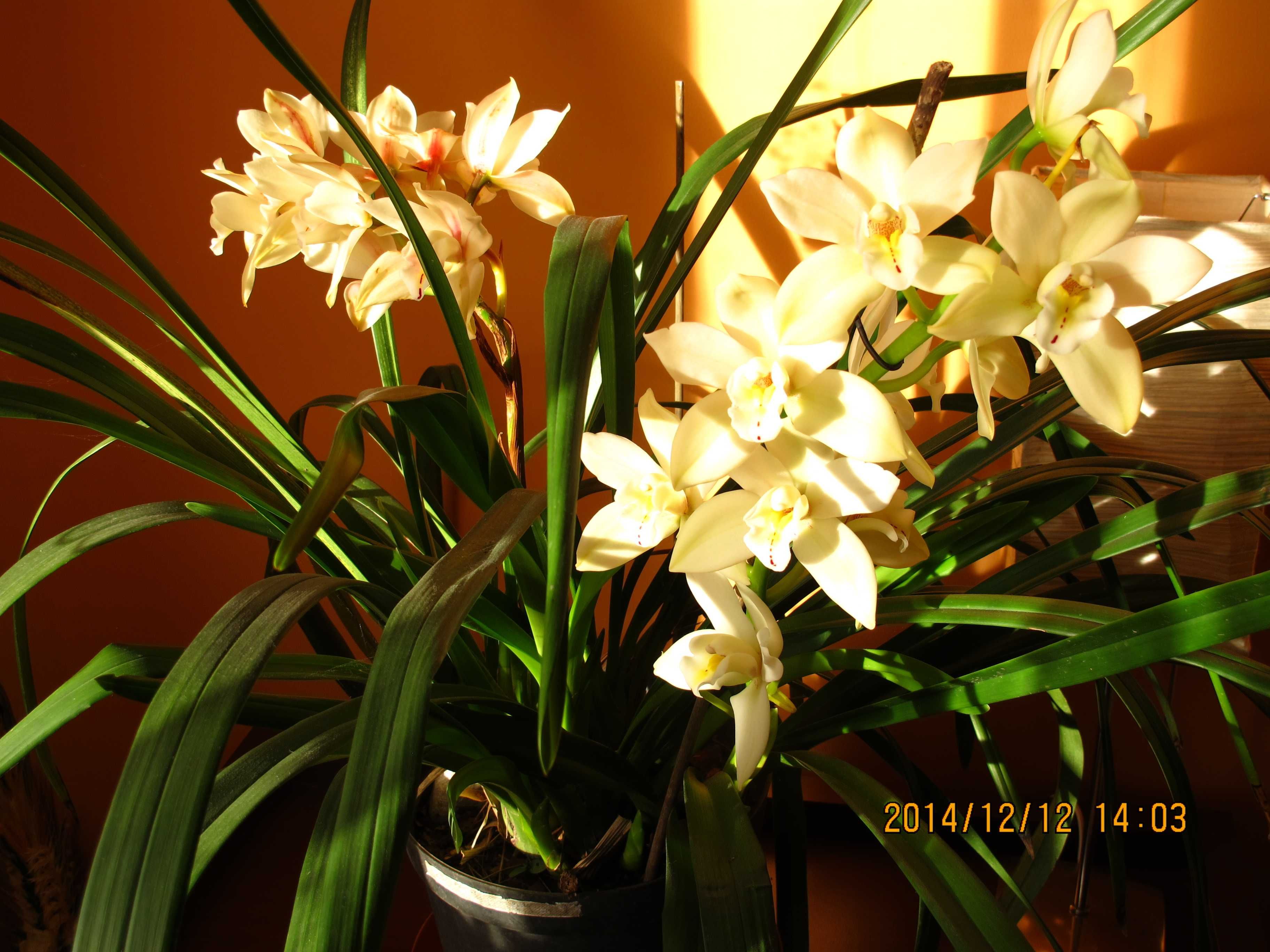 cymbidium storczyk kwitnące