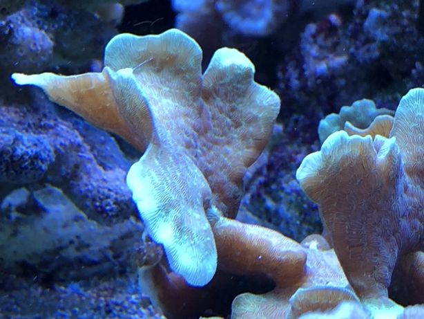 LPS Pavona cactus szczepki korale morskie
