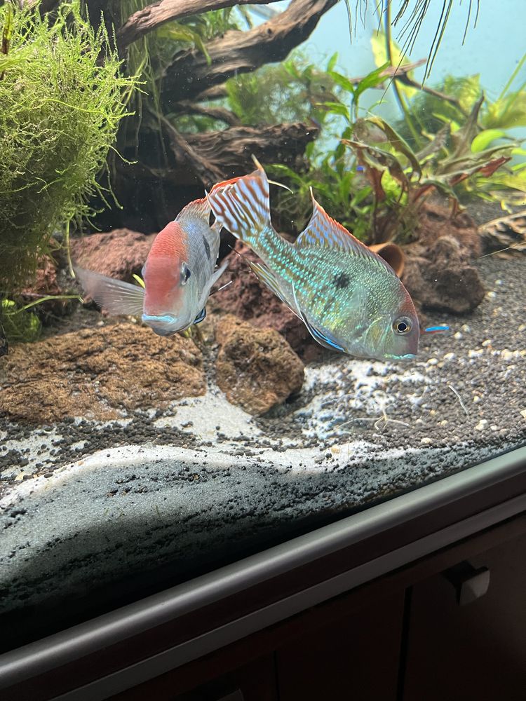 Casal Geophagus Tapajos Red Head