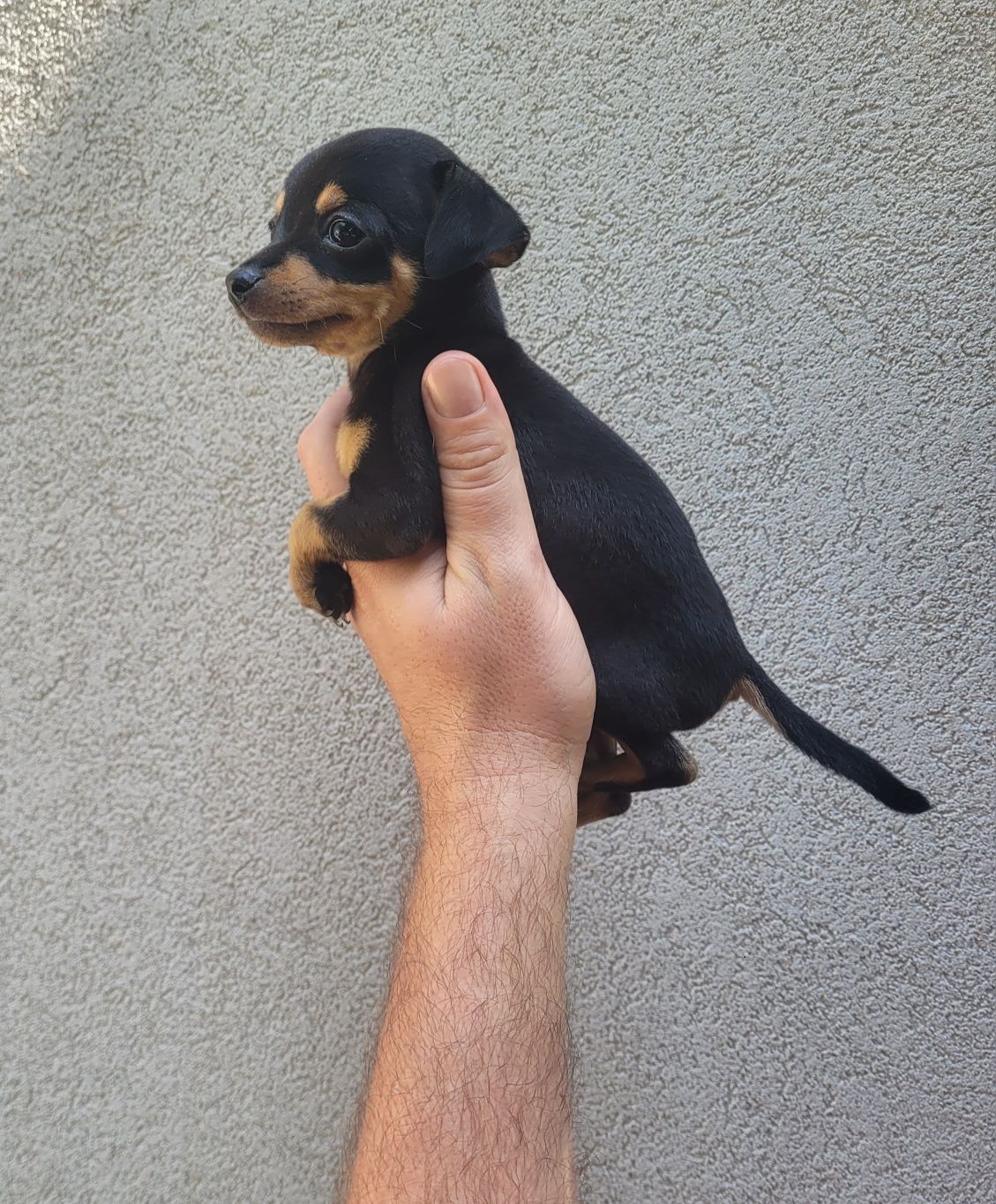 Pinscher miniatura macho