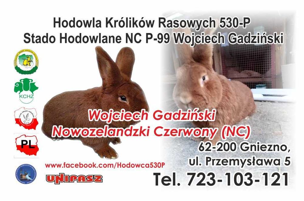 Nowozelandzki Czerwony (NC) - Wojciech Gadziński