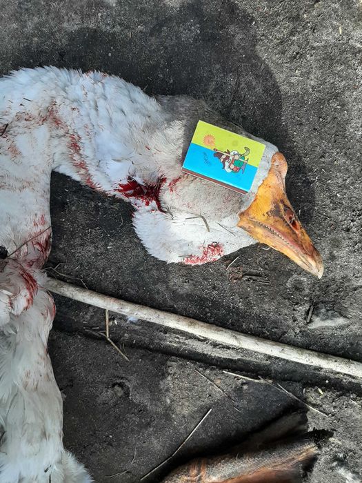 Яйця гусей породи холмогори