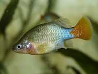 Xenotoca eiseni JUVENIS