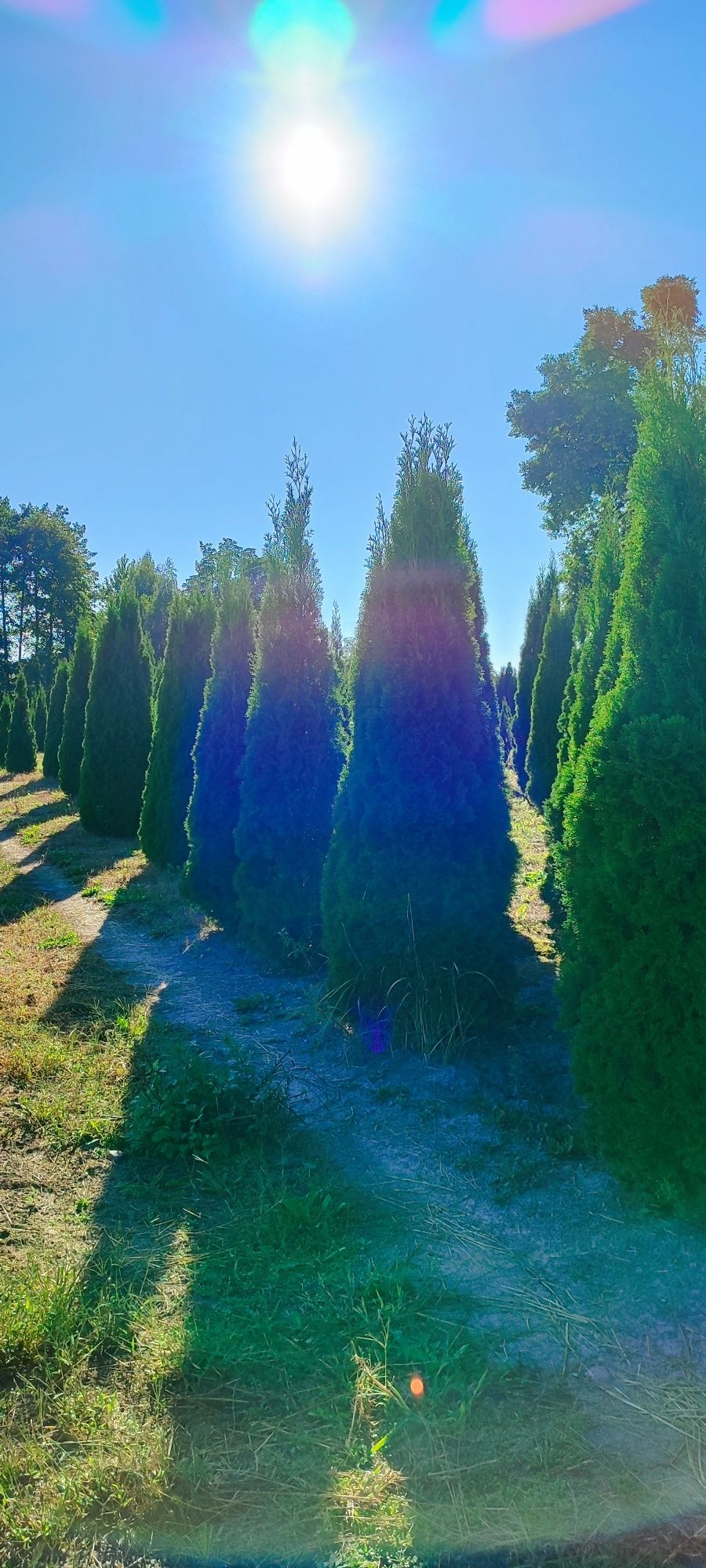 Thuja szmaragdowa 100-400cm, dowóz, nasadzenia.