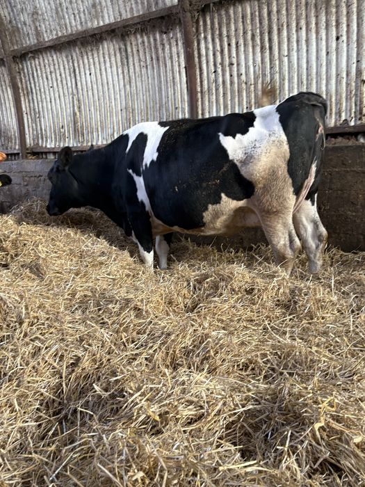 Krowa cielna.      .