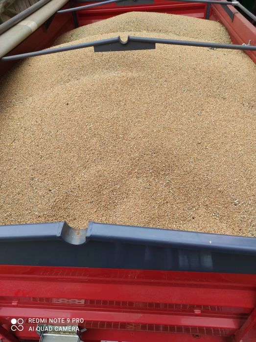 Pszenica Bulldozer i Chevignon