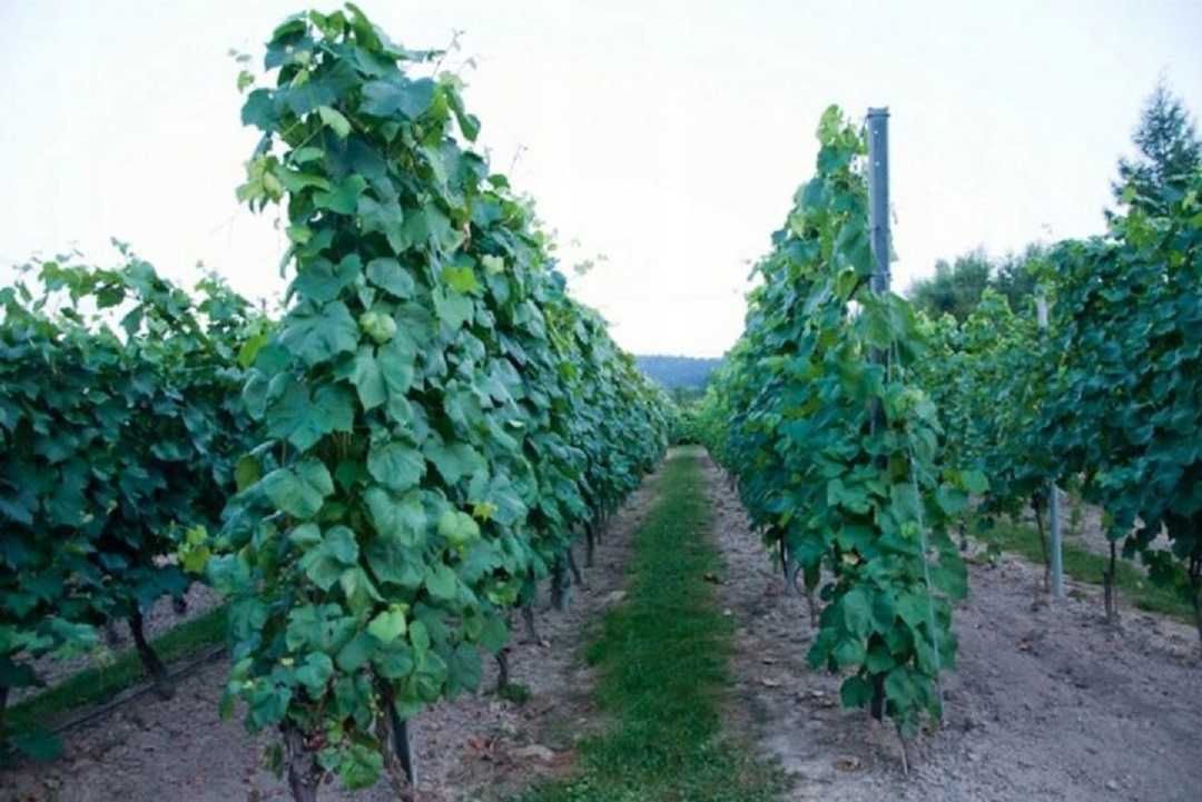 Sadzonki winorośli - jasny duży winogron Alieksa woroniuka
