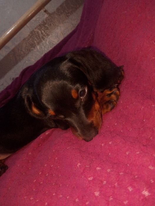 Чистокровная такса девочка