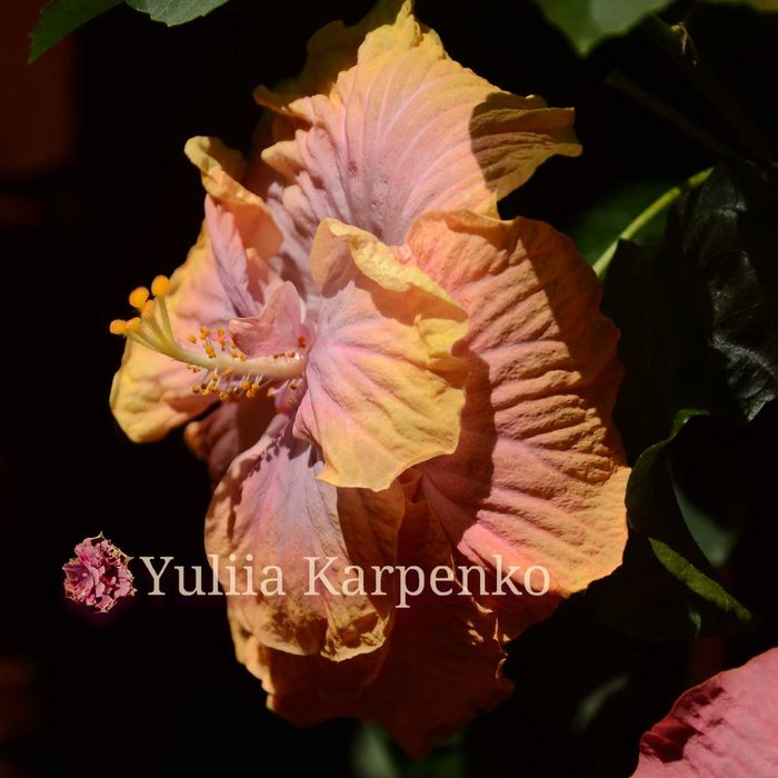 4-колірний сортовий гібіскус Creole Lady махровий сортовой гибискус