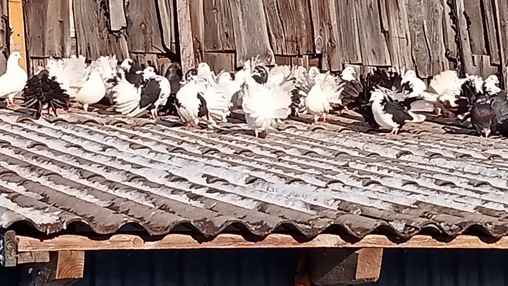 Sprzedam gołębie pawiki, likwidacja hodowli !
