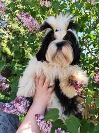 Shih Tzu piesek z rodowodem ZKwP FCI