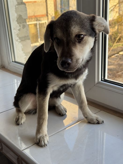 Віддам в добрі руки