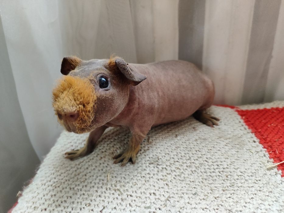 Хлопчик скінні. Лиса морська свинка