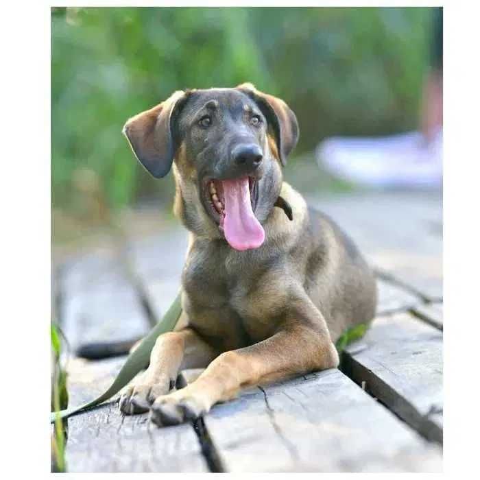 Отдам щенка в хорошие руки