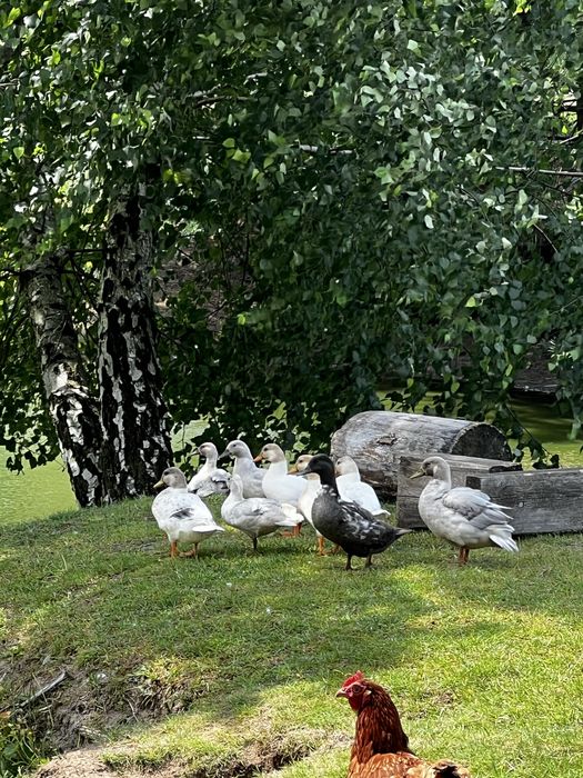 Sprzedam kaczki call duck