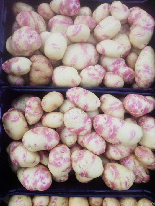 Batatas Picasso (Olho de Perdiz)