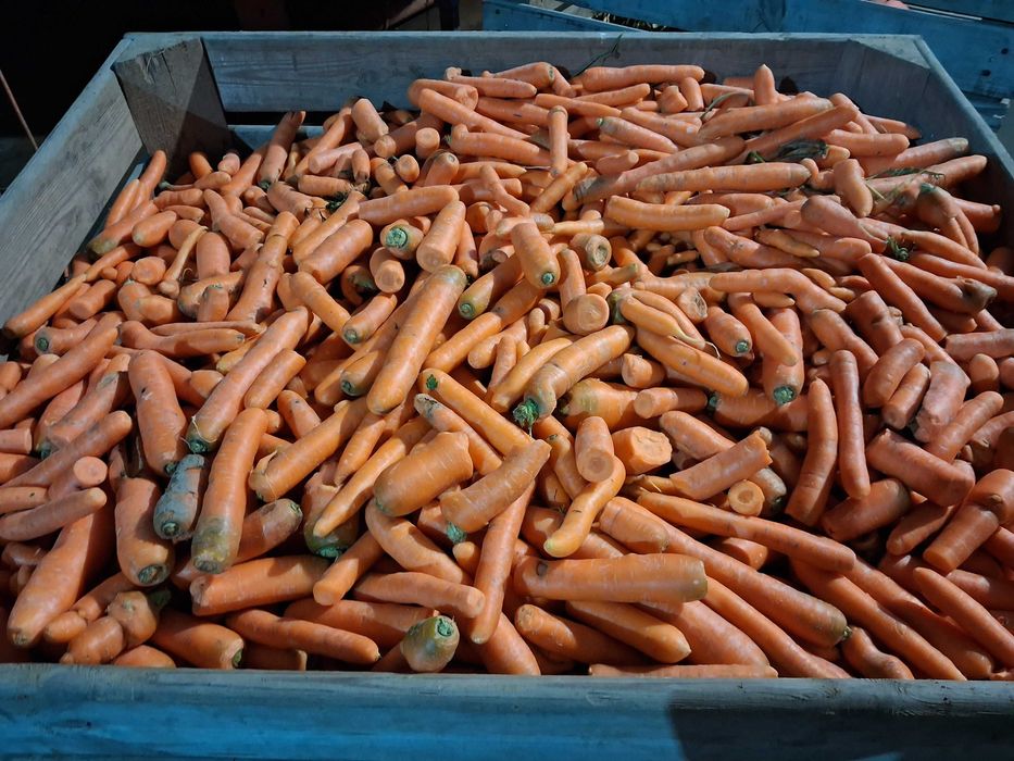 Sprzedam Marchew Odpadową
