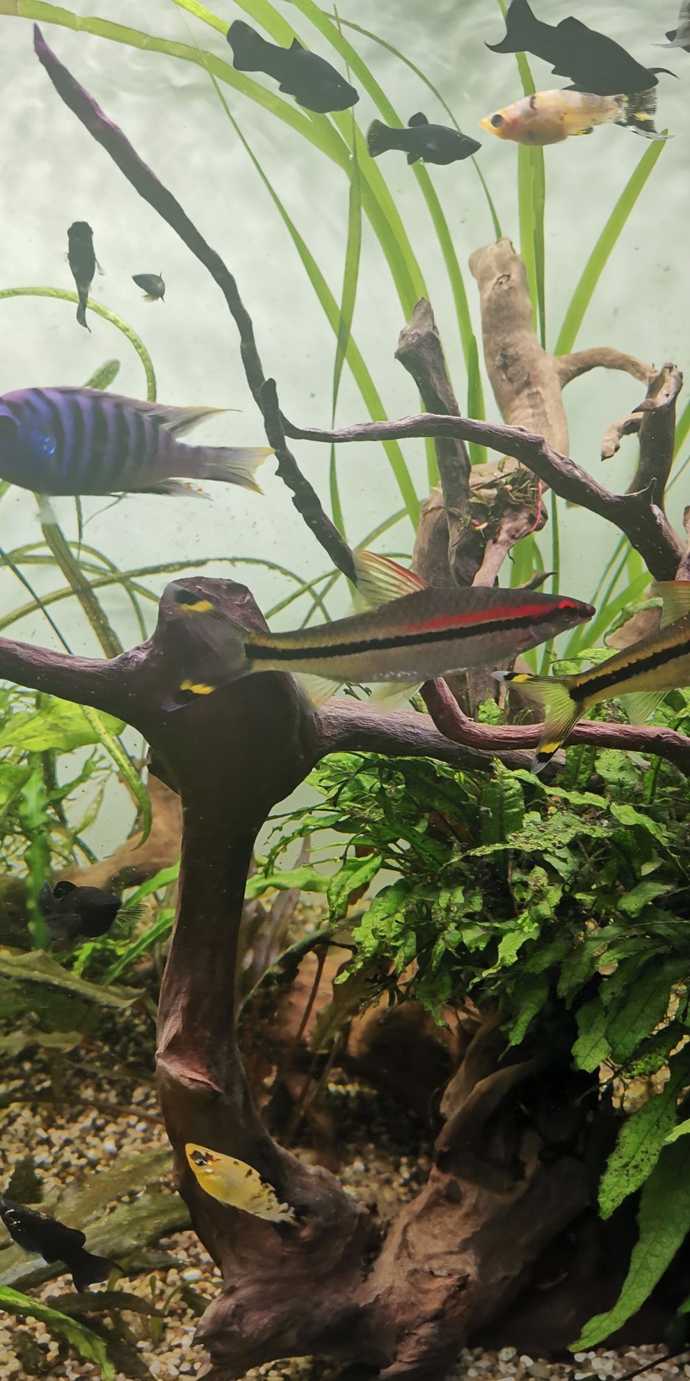 Brzanka denisona