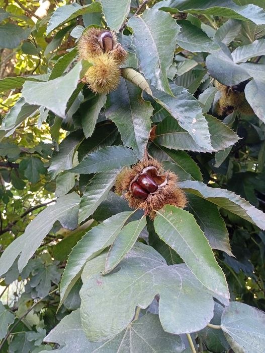 Castanha 1,00€ excelente qualidade