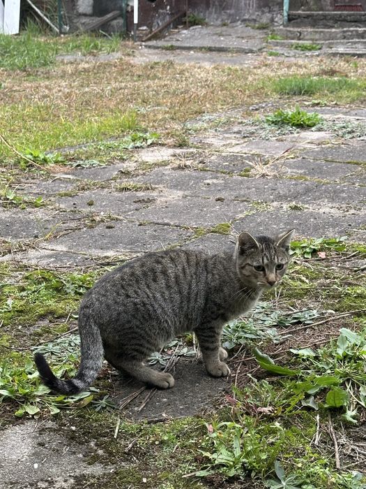 Bardzo pilnie! 6-miesieczy kocurek i kotka, szukają domu przed zimą.
