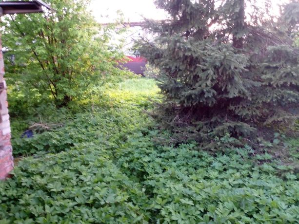 Ogródek działkowy 400m, bardzo spokojna okolica Sosnowiecka