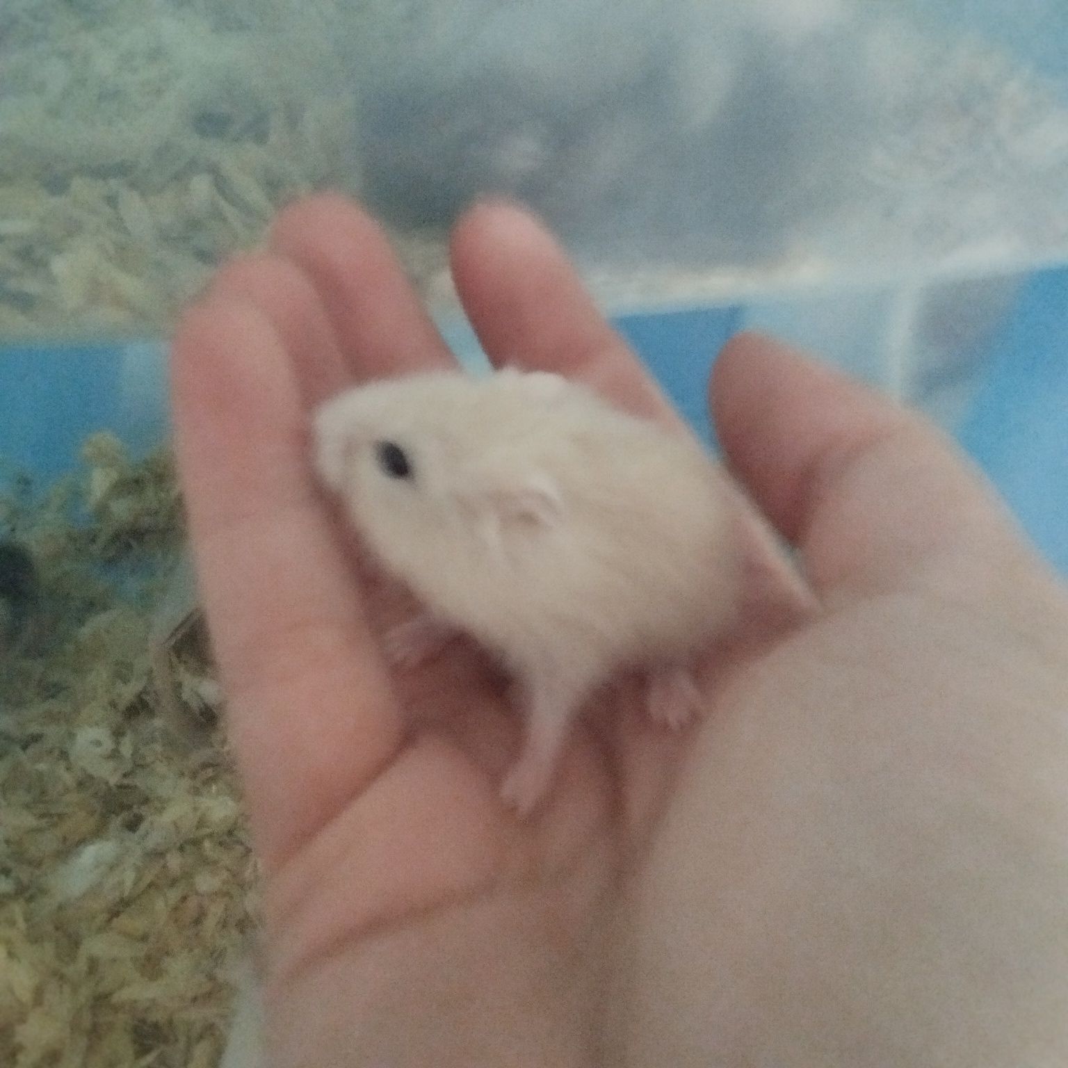 Hamsters siberiano bebés