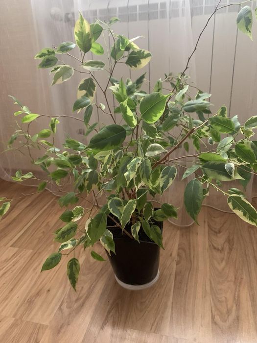 Фікус Бенджаміна вазон