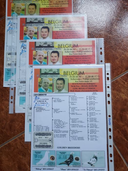 Gołębie Pocztowe Lini Scherens Vangramberen