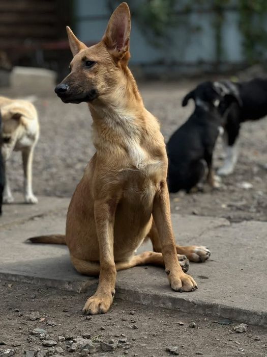 Умка стерилизована