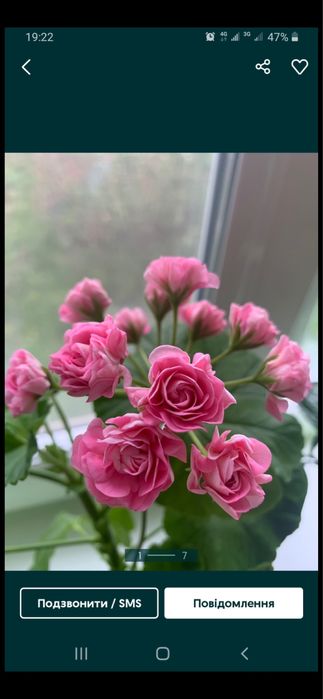 Пеларгонія  зональна, духмяна