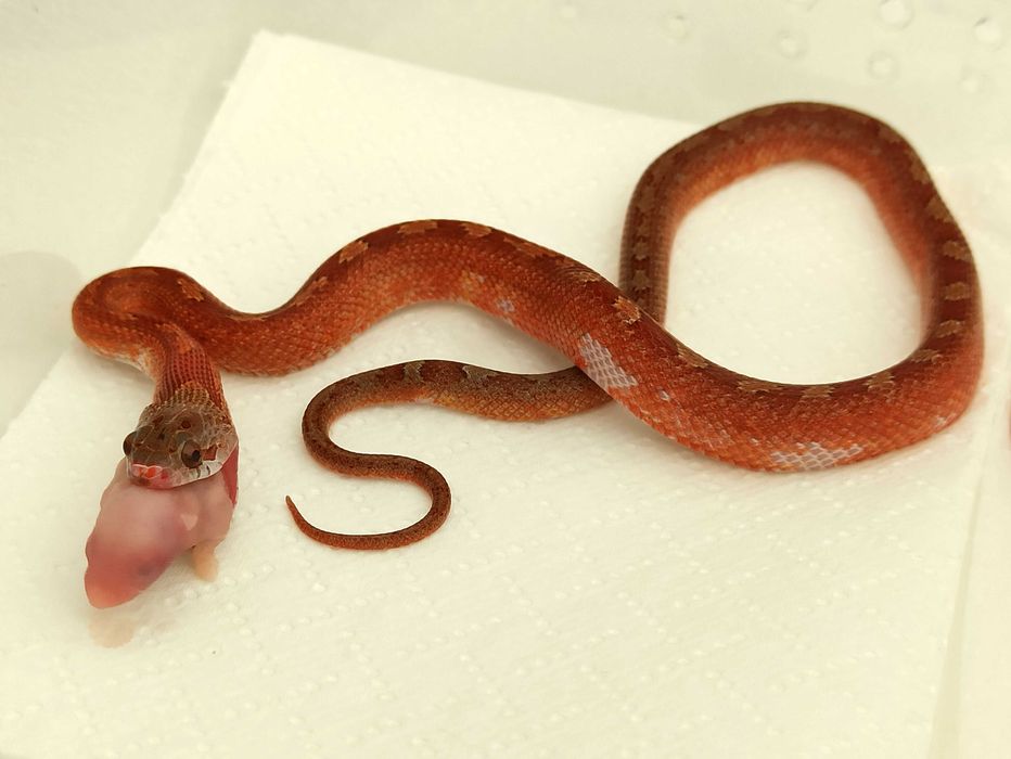 Wąż zbożowy odmiany Tessera Bloodred Pied Sided het hypo / Zbożówka