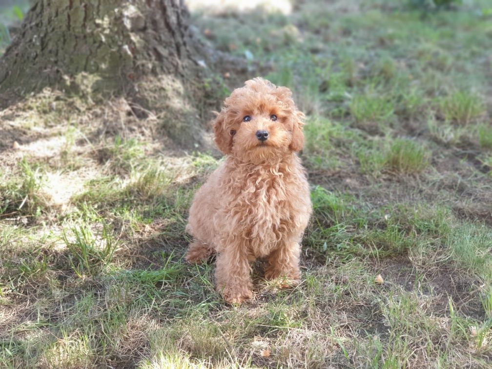 Cavapoo ! CUDOWNY szczeniak ! Cavalier + pudel hybryda