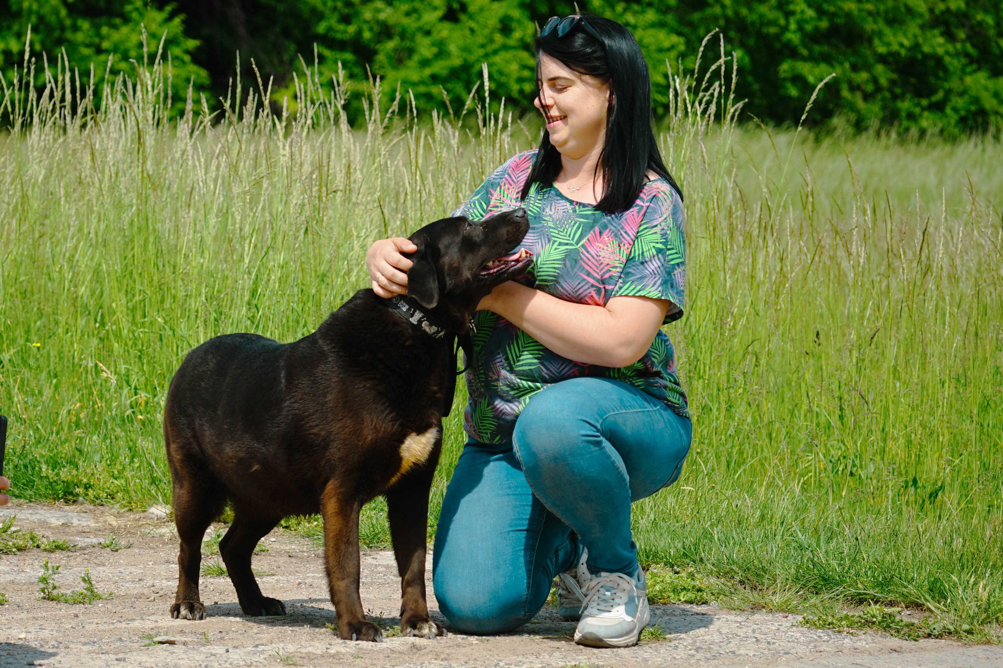 SABINA - śliczna sunia w typie labradora