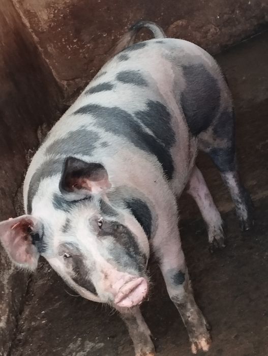 Sprzedam świnie dużą