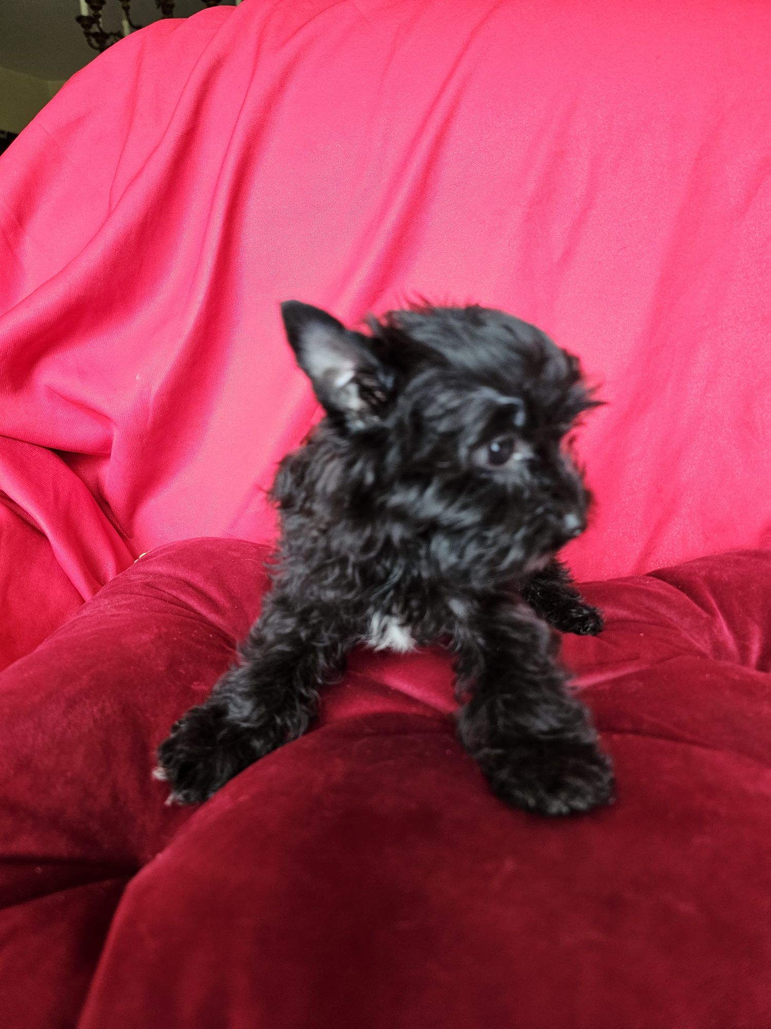 York terrier black suczka