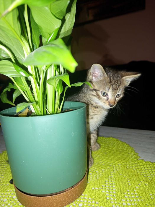 oddam kotki w dobre ręce