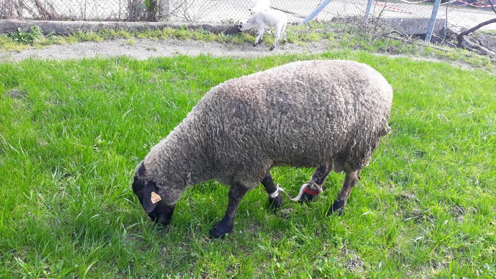 Vende se ou troca se Carneiro soffuk