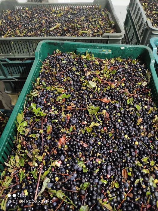 Продаємо чорницю і Кам'янку