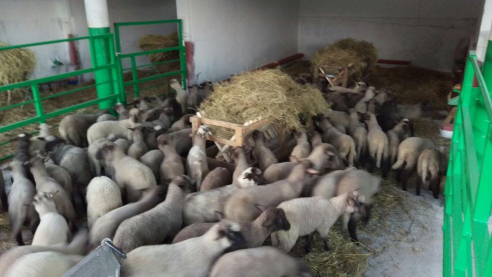Jagnięta Mięsne Czarnogłówka same jedzą owce