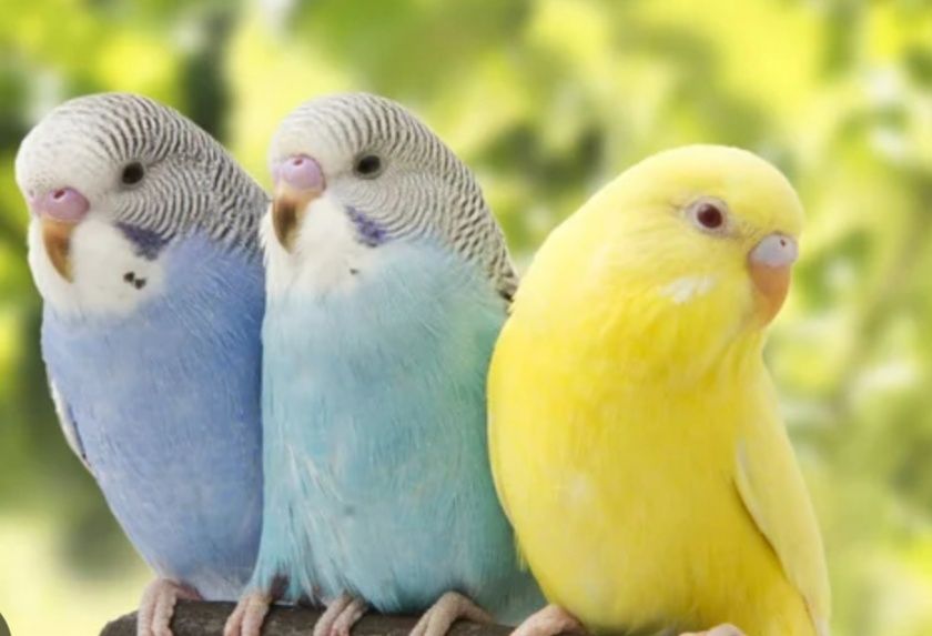 Птенцы волнистых попугаев ждут вас