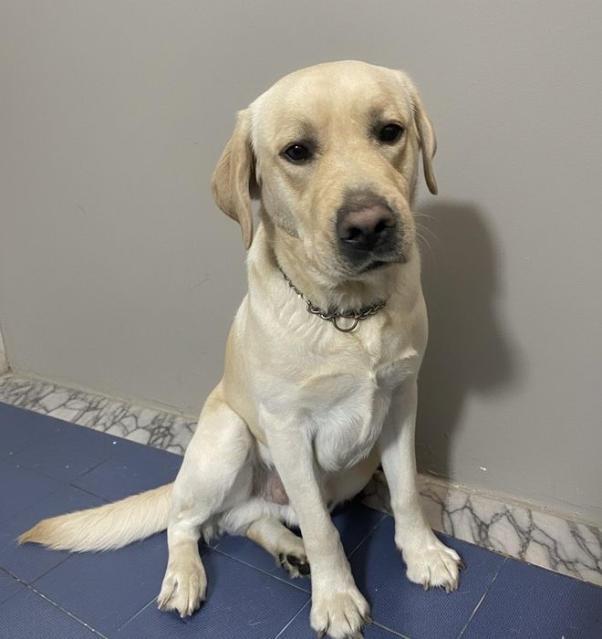 Labradror Macho Puro - LOP