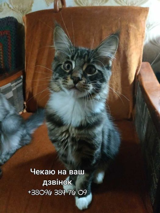 Забирайте маленьких мейнкунят!