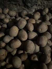 Ziemniak sadzeniak