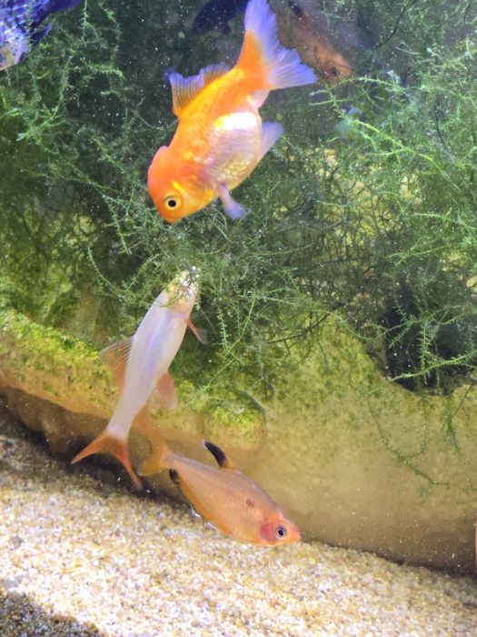 Tubarões bicolor